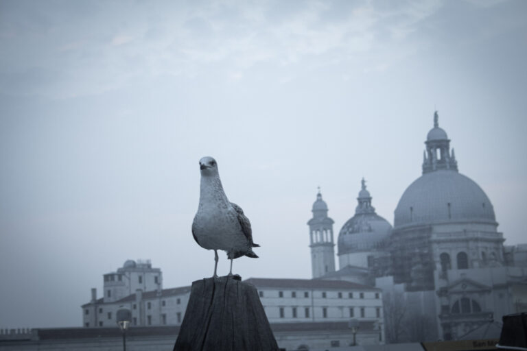 Möwe