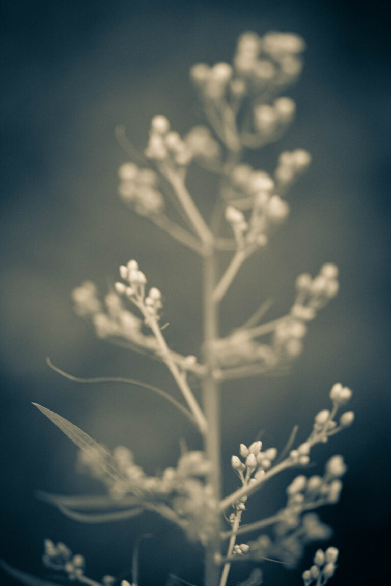 Blumen 2