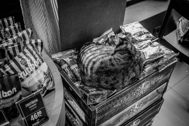 Katze Shop