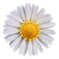 Gänseblümchen
