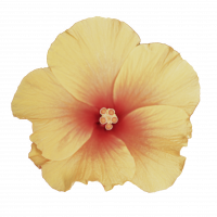 Hibiskus